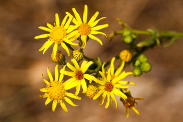Dittrichia viscosa. Altabaca, Olivarda, Hierba mosquera.
