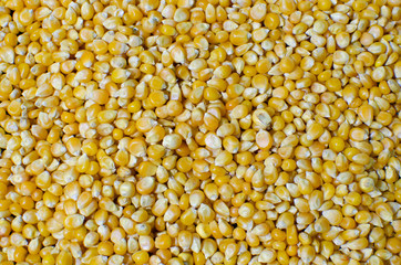 Corn Maize Seeds