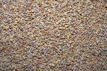 Pearl Barley seeds