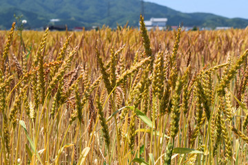 初夏の麦畑／山形県の庄内地方で麦畑を撮影した写真です。