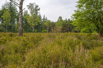Obraz premium Clearing with blooming Heather in a pine forest