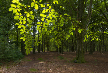 Naklejka premium Foliage of a beech forest in sunlight in summer