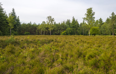 Clearing with blooming Heather in a pine forest