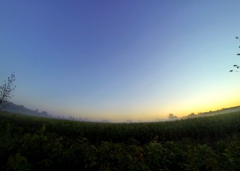 misty morning over a corn field