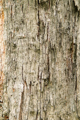 texture Tree