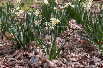 White daffodil flowers growth through dry leaves