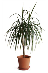 Dracaena plant in pot isolated on white background
