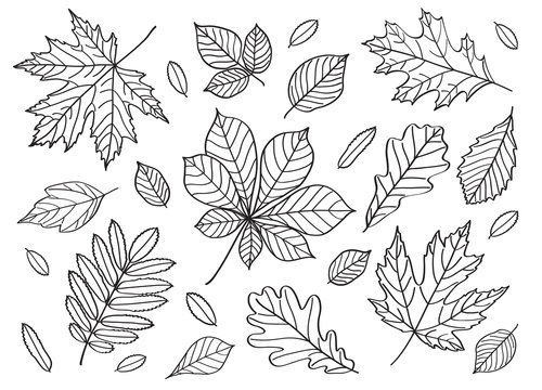 A big set of images of leaves of different trees. Hand drawing. Black and white image. Sketch, design elements. Vector.