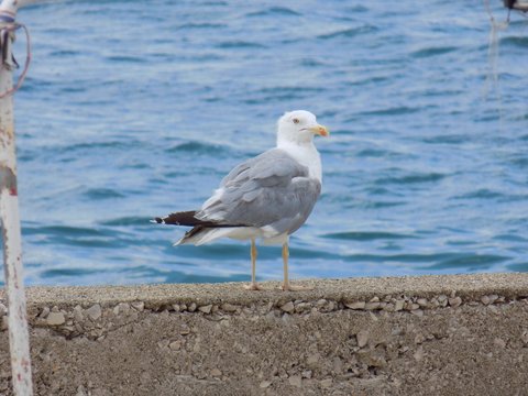 Seagull on a concrete wall