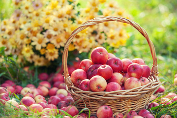 Basket with red apples on the grass