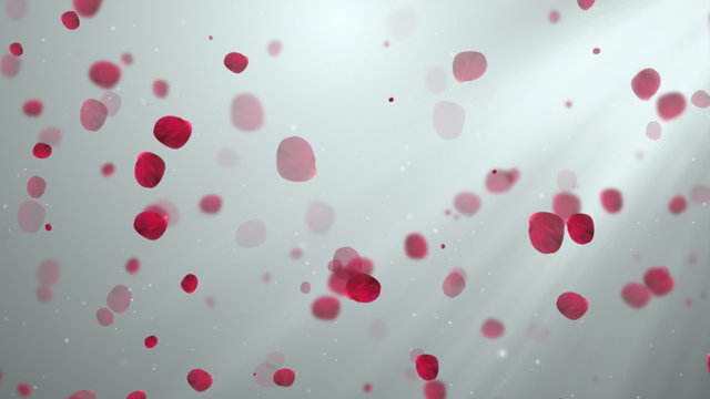 Clean Rose petals 3 Loopable Background, 

A Full HD, 1920x1080 Pixels, seamlessly looped animation, 

High Quality Quicktime Loopable animation works with all Editing Programs