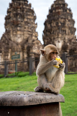 Monkey eating corn in front of PHRA PRANG SAMYOD, LOPBURI,THAILAND