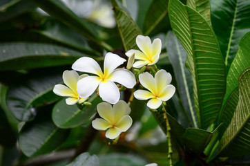 Plumeria flowers