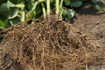 豆の根粒菌