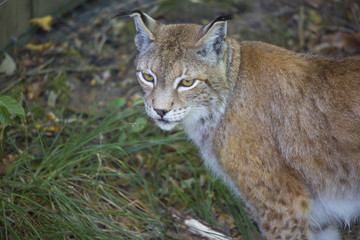 Naklejka premium Lynx Boréal
