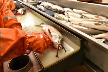 salnmon fishing season, fishing processing plant
