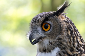 Eagle owl headshot with green foliage background