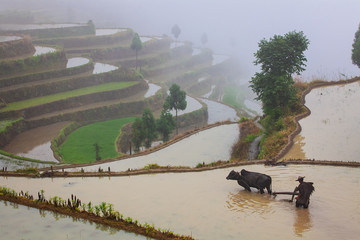 Asian farmer working on terraced rice field