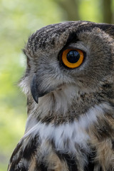 Eagle owl headshot with green foliage background