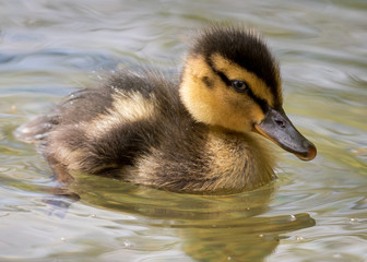 Duckling