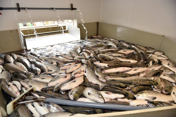 Salmon in the bunker in the fishing processing plant
