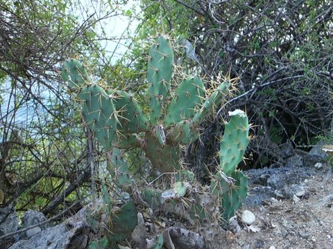 Cactus sur un rocher dominant la baie des Saintes, mer en arri&egrave;re plan