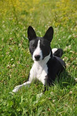 basenji black dog on the grass