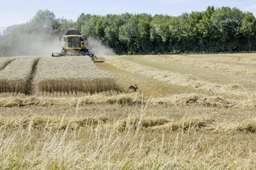Fototapeta premium Moisson 01
