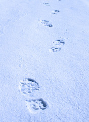 Footprints in the snow