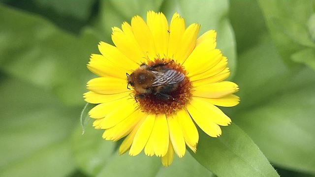 Bumblebee asleep on a yellow flower.