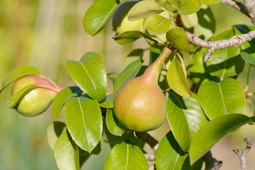 Pears growing on tree
