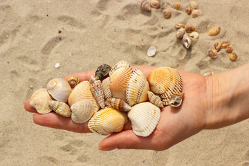 Seashells in hand of woman at the beach