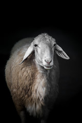 Naklejka premium Sheep portrait on black background.