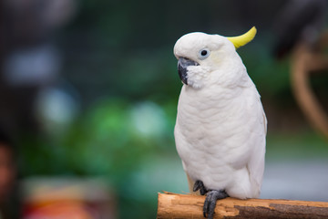 White cockatoo in the park.