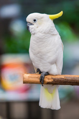 White cockatoo in the park.