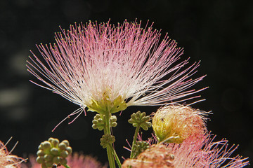 Blüte des Schlafbaumes