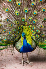 Naklejka premium Peacock with feathers out.