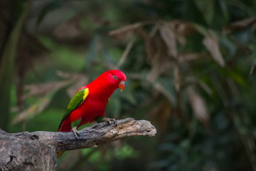Colorful red parrot bird.