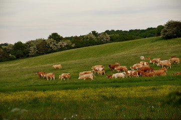 Auf dem Heimweg