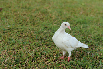 White Pigeon standing on grass in a park.