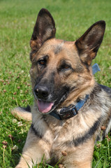 Shepherd dog lying in the grass