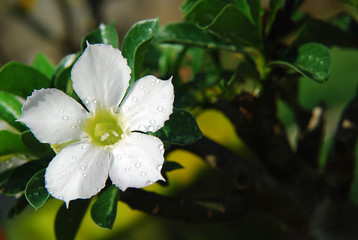 Obraz na płótnie Canvas Dewy white adenium flower with leaves and dark background.