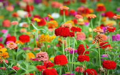zinnias