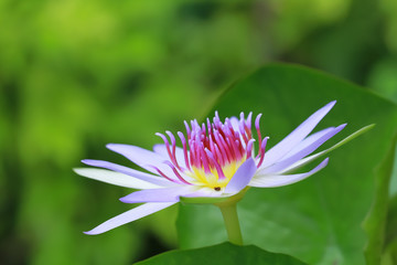 Beautiful waterlily or lotus flower.