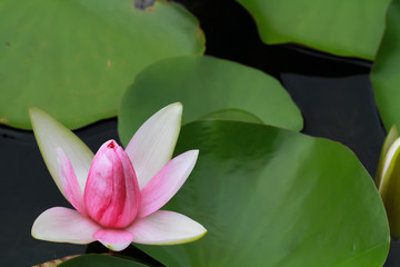 Beautiful waterlily or lotus flower.