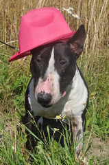 Bull Terrier Dog in a red hat