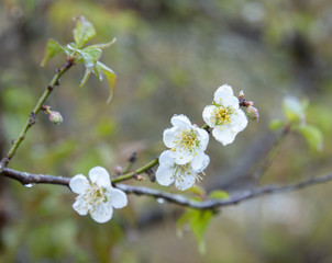 Peach blossom