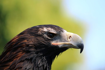 Steppenadler