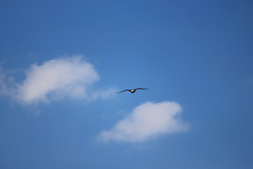 Weißkopfseeadler