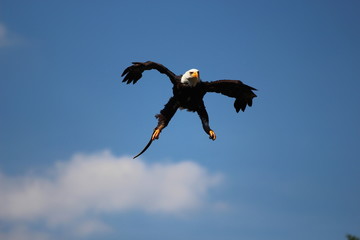 Weißkopfseeadler